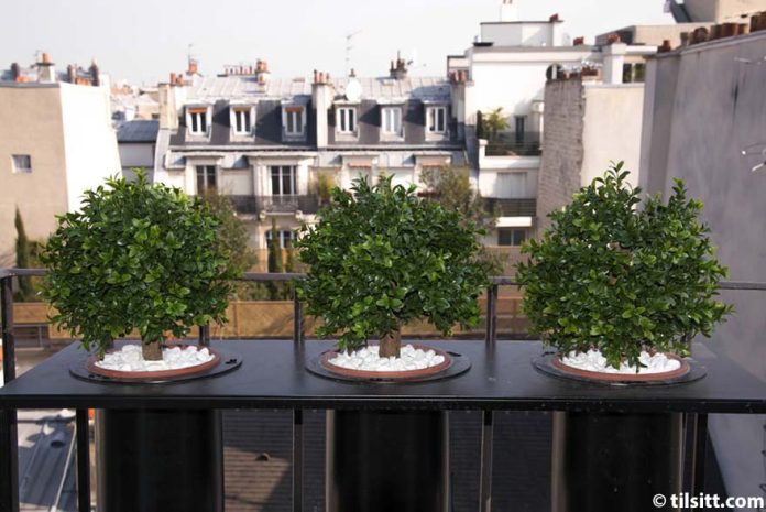 Trois plantes topiaires rondes et vertes sont posées sur la balustrade d'un balcon de l'hôtel Tilsitt Etoile, chacune dans un pot rempli de pierres blanches. Des immeubles d'habitation de style parisien avec des toits et des cheminées gris forment la toile de fond du charmant hôtel de charme. 