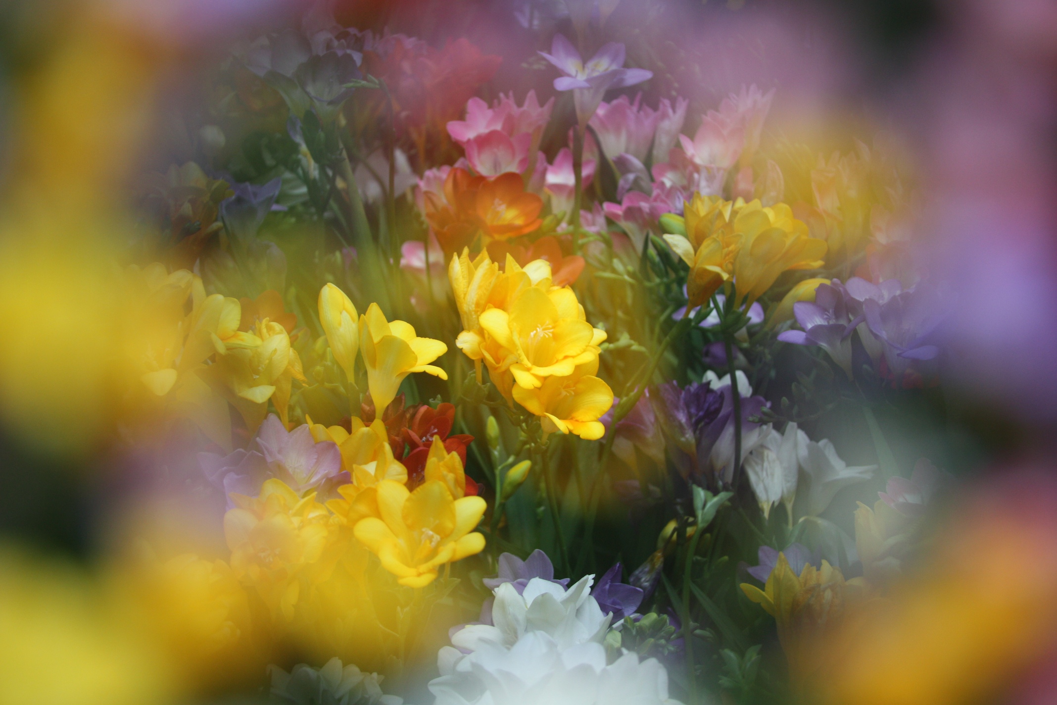 Easy Flower Delivery in France LeFrancophile