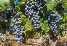 Visite des vignobles de Bordeaux Bordeaux vinyard grapes on the vine