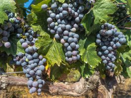 Visite des vignobles de Bordeaux Bordeaux vinyard grapes on the vine