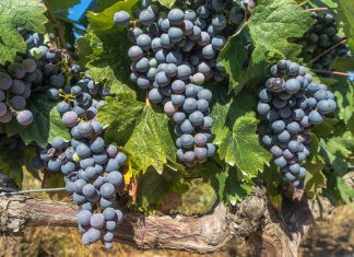 Visiting Bordeaux Vineyards Bordeaux vinyard grapes on the vine