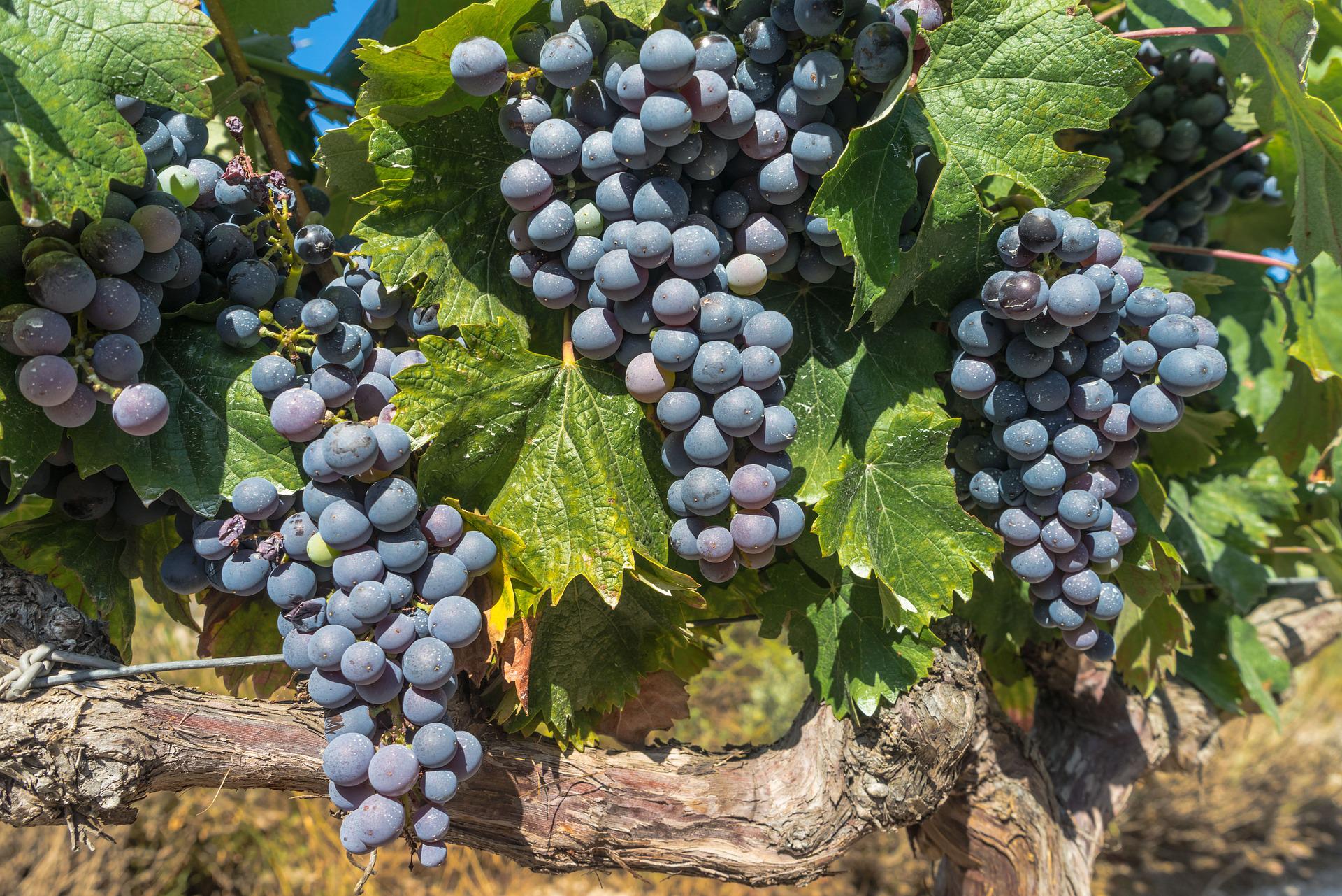 Bordeaux vinyard grapes on the vine