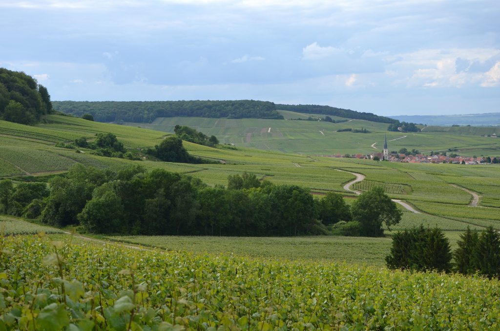 lefrancophile Grand Est vines growing on the north flank of the montagne de Reims