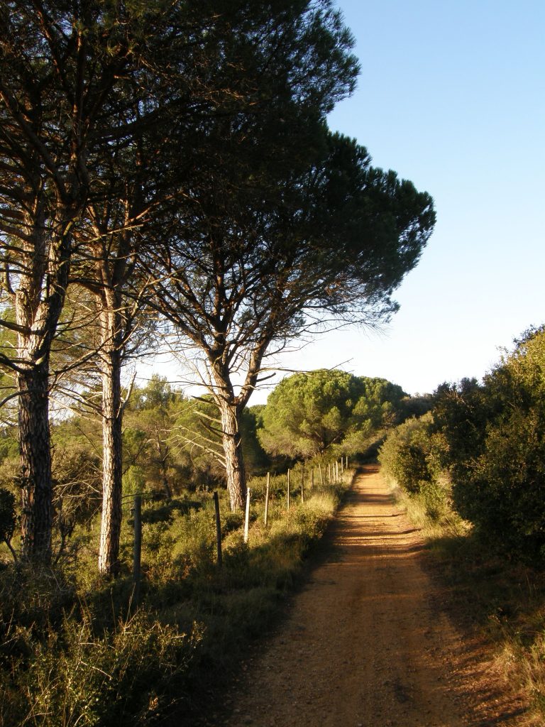Nimes-Footpath through forested region Costières